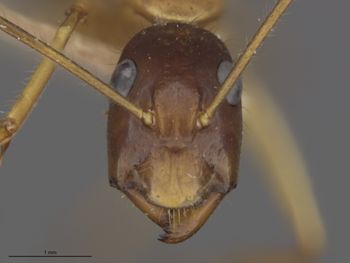 Media type: image;   Entomology 510631 Aspect: head